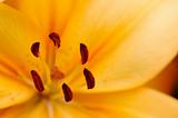 Orange lily pistils
