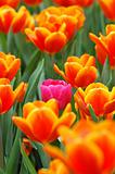 Pink tulip in orange 