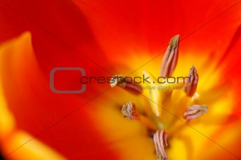 Orange tulip pistil