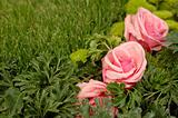Pink roses in green grass