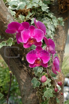 Cluster of pink orchids