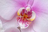 White-pink orchid pistil