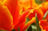 Orange tulip petals