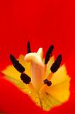 Red tulip pistil