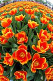 Fisheye view of orange tulips