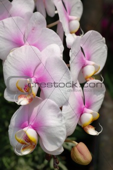 White-pink orchids