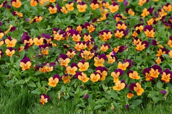 Purple-orange pansies