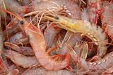 Raw shrimps