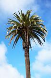 Palm tree USA (OU)