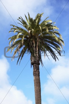 Palm tree USA (OU)