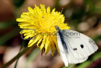 Butterfly And Dandelion