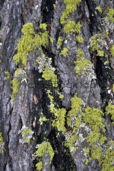 Close-up of Lichens on Wood