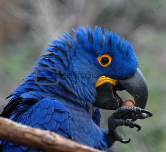 tropical blue parrot