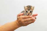 Hands holding kitten