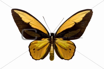 Golden Butterfly
