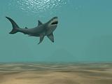 The 3d shark, floating at ocean