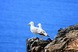 Two Sea-Gulls standing together