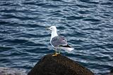 Gull standing on a Stone