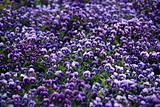 Violet Viola Flowers