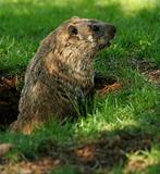 Groundhog popping out of his hole