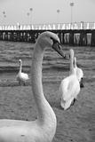 swans and pier - B&W