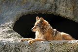 Solar wolf