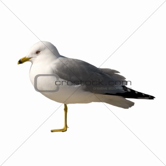 Isolated Seagull