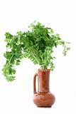 fresh parsley in vase - isolated