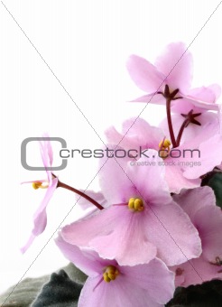 violets on white