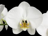 White Orchids on Black