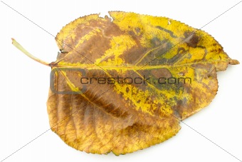 dry fall leaf
