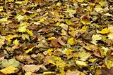 sea of diverse fall leaves