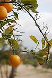 oranges on bush