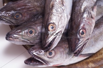 Young hake  for cooking