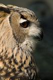 a brown owl quiet with big eyes