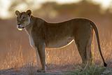 Backlit lioness 
