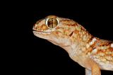 Giant ground gecko