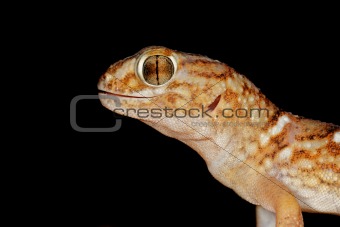 Giant ground gecko
