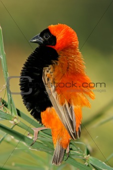 Male red bishop bird