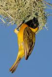 Masked Weaver (Ploceus velatus)