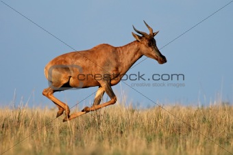 Running Tsessebe antelope