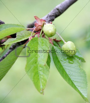Unripe Wet Cherries on the Tree