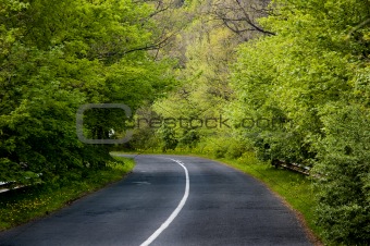 Winding road in a forest