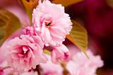 Close up of sakura flowers