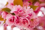 Close up of sakura flowers