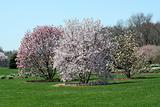 Trees blooming in a park