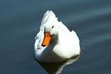 White domestic duck in a pond