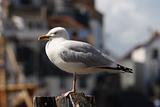 Devon Seagull