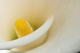 White calla lily detail