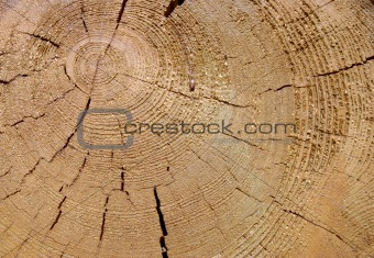 The Stem of the pine, сut.
